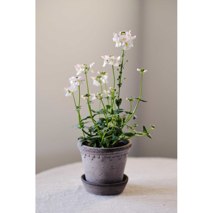 Maceta Gris Kobenhavner 12 cm