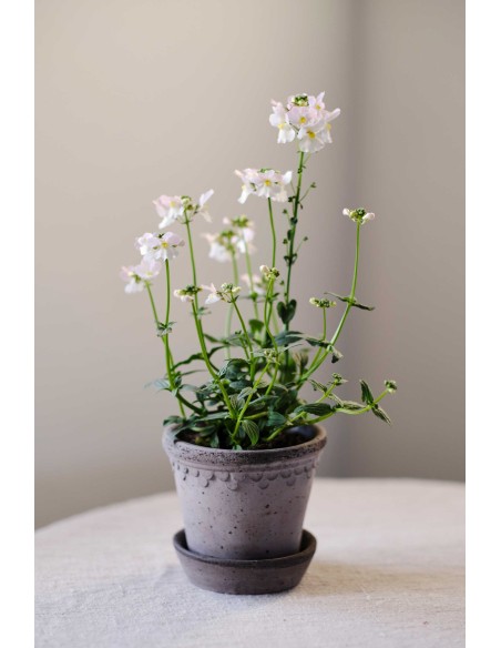Maceta Gris Kobenhavner 12 cm