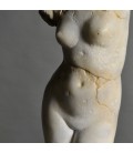 Busto de Venus Busto de Venus