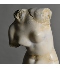 Busto de Venus Busto de Venus