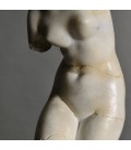 Busto de Venus Busto de Venus
