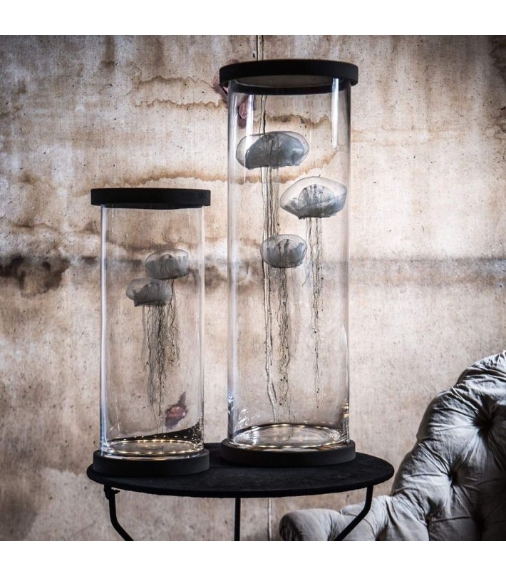 Meduses