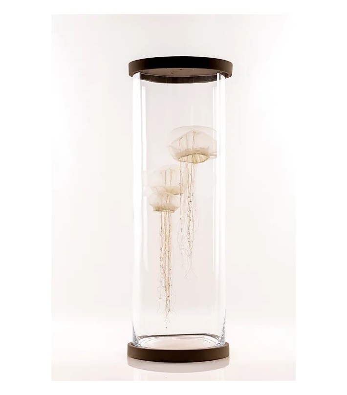 Meduses