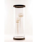 Meduses Meduses