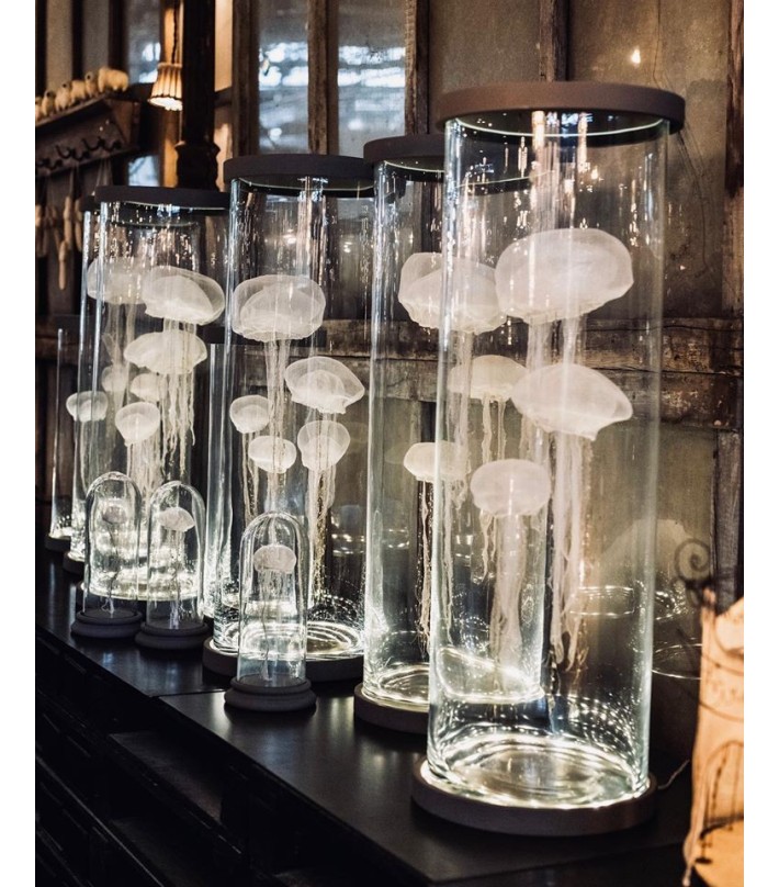 Meduses