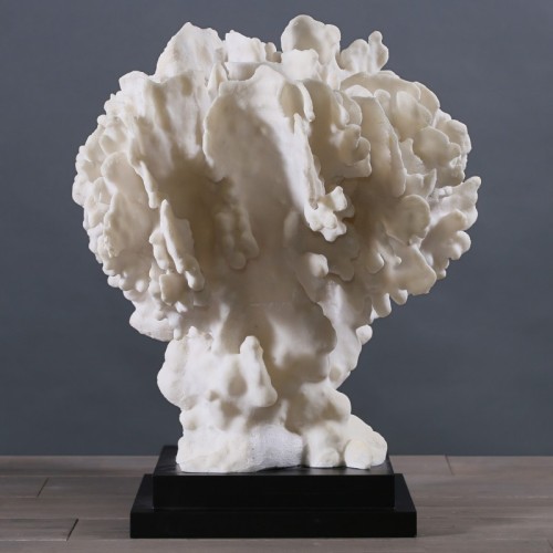 Coral Eponge 2