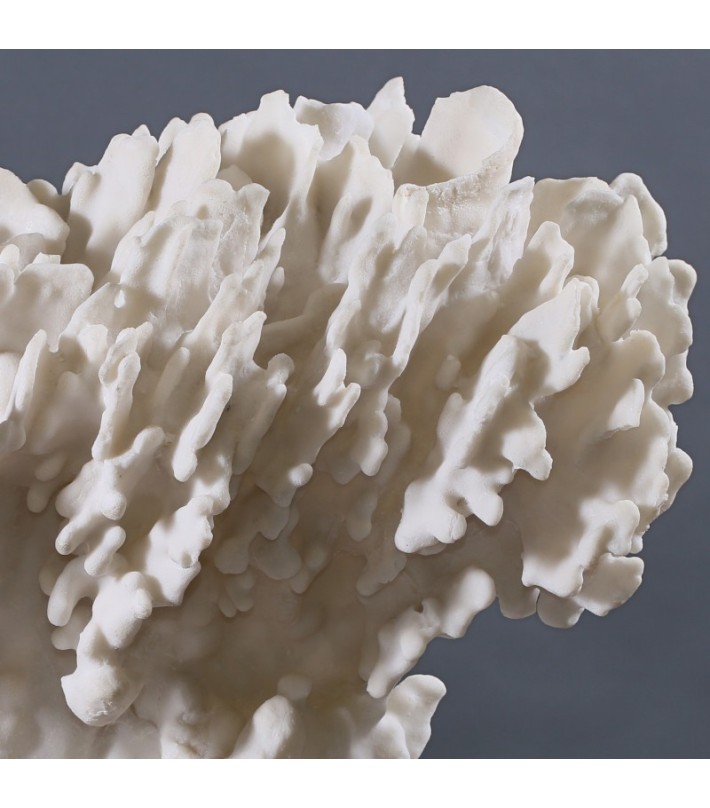 Coral Eponge