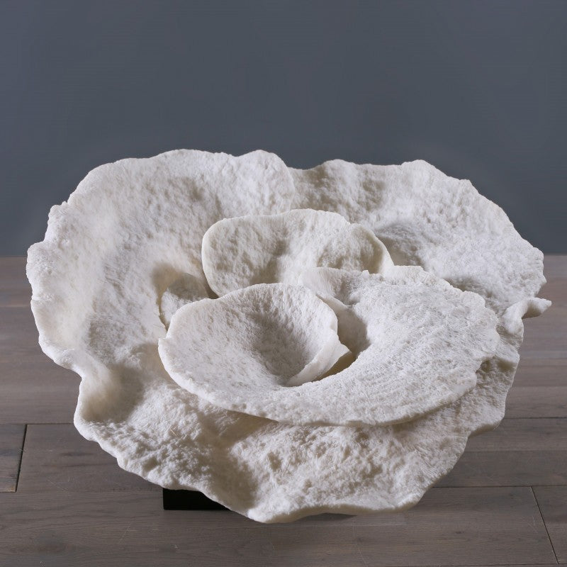 Coral Champignon Montipora